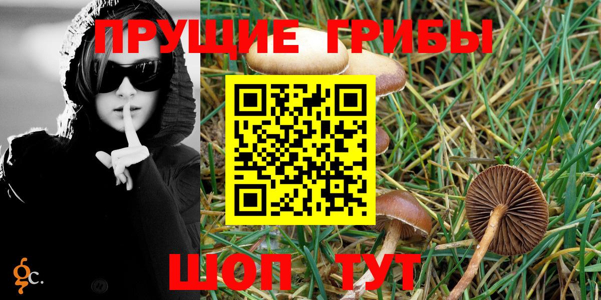 Галлюциногенные грибы Psilocybe Выборг